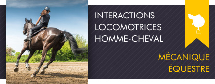 Equimouv Le Mouvement En Sport Equestre